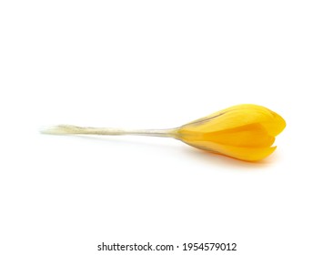 One Yellow Crocus Isolated On White Background.