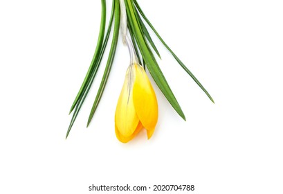 One Yellow Crocus Isolated On White Background.