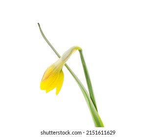 One Yellow Crocus Isolated On White Background.