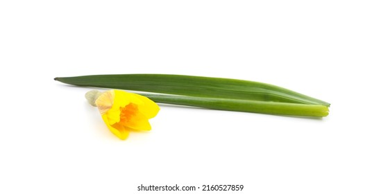 One Yellow Crocus Isolated On White Background.