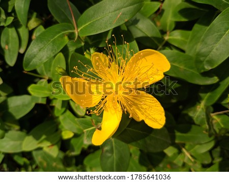 One yellow Hypericum androsaemum blossoms with long stamens showed in sunny