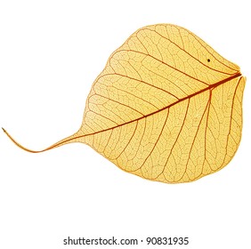 one yellow leaf , close up macro shot surface , isolated on white