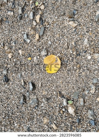 one yellow leaf on grayish gravel sand