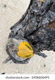 one yellow leaf with two small caterpillar-like markings on it on the tree bark