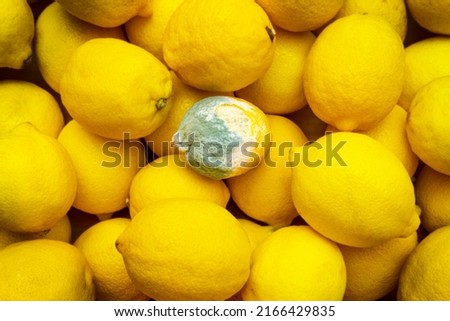 One yellow moldy lemon lies among ripe healthy lemons in full screen. The concept of rotting and expired food products.