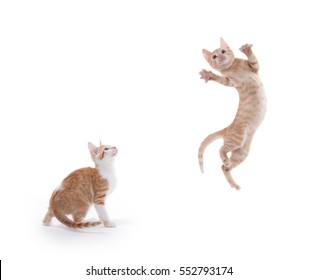 One yellow tabby kitten leaps in the air while another look on isolated on white background - Shutterstock ID 552793174