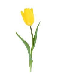 One Yellow Tulip Isolated On A White Background.