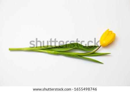 One yellow tulip lies on a white background