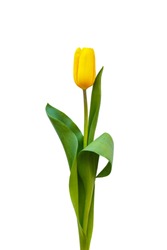 One Yellow Tulip On A White Background With Green Leaves. Flower In The Center Of The Photo