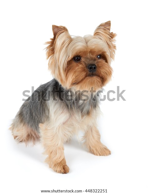 One Yorkshire Terrier Haircut Isolated On Stock Photo Edit