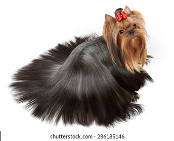 One Yorkshire Terrier with perfectly groomed and combed long hair of round form lies on white isolated background. Upper view.                       