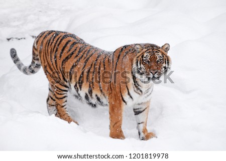 Similar – Female Amur (Siberian) tiger walking in fresh white snow