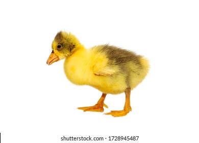 One young goose isolated on a white background. Newborn gosling isolated on white background. No shadows. Cute funny gosling on white background. A yellow fluffy, newborn goslings іsolated.