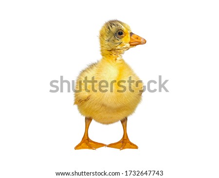 One young goose isolated on a white background. Newborn gosling isolated on white background. No shadows. Cute funny gosling on white background. A yellow fluffy, newborn goslings іsolated.