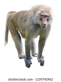 One young Hamadryas baboon isolated on white background. Copy space