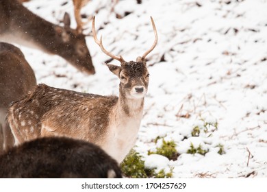 One Young Male Fallow Deer Standing In Front Of The Camera Man.