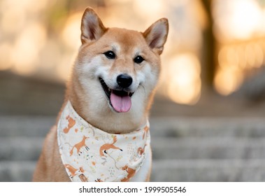 one young shiba inu dog posing attentive for the camera with the tongue out wearing a bandana with a cute fox stamp, blurred background, negative space