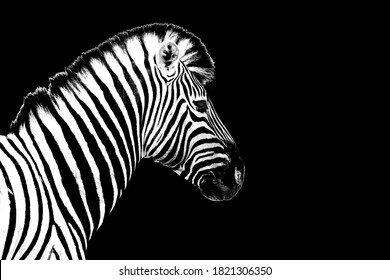 One Zebra Black Background Isolated Closeup Side View, Single Zebra Head Profile Portrait, Black And White Art Photography, Striped Animal Pattern, African Wild Nature Monochrome Wallpaper, Copy Space