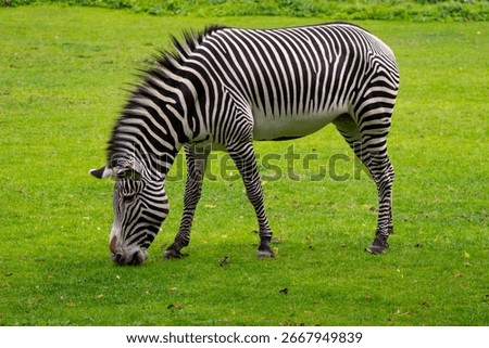 One zebra eats grass in a bright green meadow.