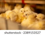 One-day-old broiler chickens in the premises of the poultry farm. Warm yellow tones