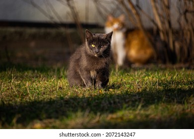 One-eyed Grey Cat Outside In The City In Autumn At Sunset