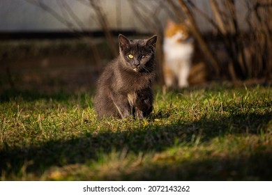 One-eyed Grey Cat Outside In The City In Autumn At Sunset