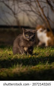 One-eyed Grey Cat Outside In The City In Autumn At Sunset