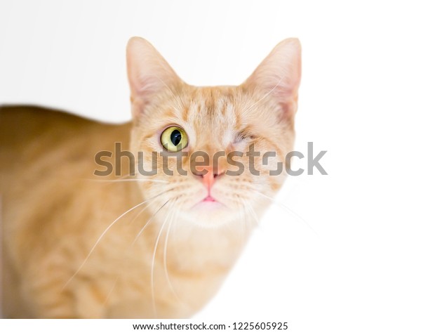 Oneeyed Orange Tabby Domestic Shorthair Cat Stock Photo Edit Now