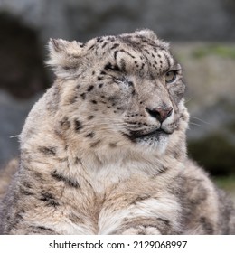 One-eyed Snow Leopard, Or Ounce (Panthera Uncia) Portrait. Beautiful Big Cat From The Himalayas. 