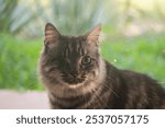 One-eyed tabby cat with fluffy fur looking at the camera with a calm expression. Soft green background adds a peaceful atmosphere, highlighting the cat’s unique charm and resilience