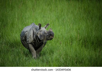 One-horned Rhinoceros At Pobitora Wildlife Sanctuary