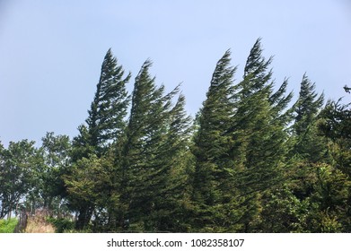 The One-way Wind Shaped One-sided Trees By Strong Wind.