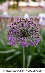 Onion