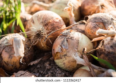 Onion After Harvest In Farm.