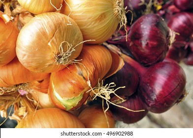 Onion Allium Cepa