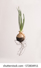 Onion Bulbs With Roots And Green Sprouts Isolated