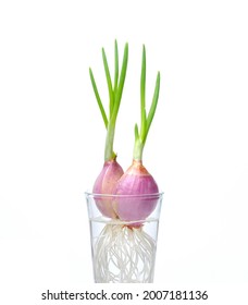 Onion bulbs sprout isolated on white background,The concept of hydroponics.