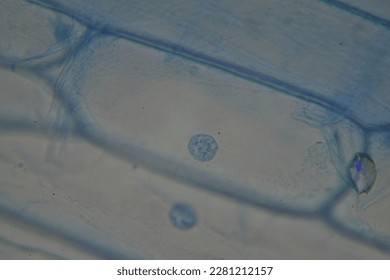 Onion cells with cell walls and nuclei
