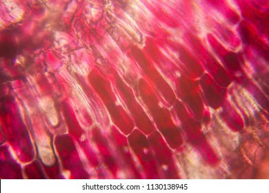 Onion cells at the microscope 