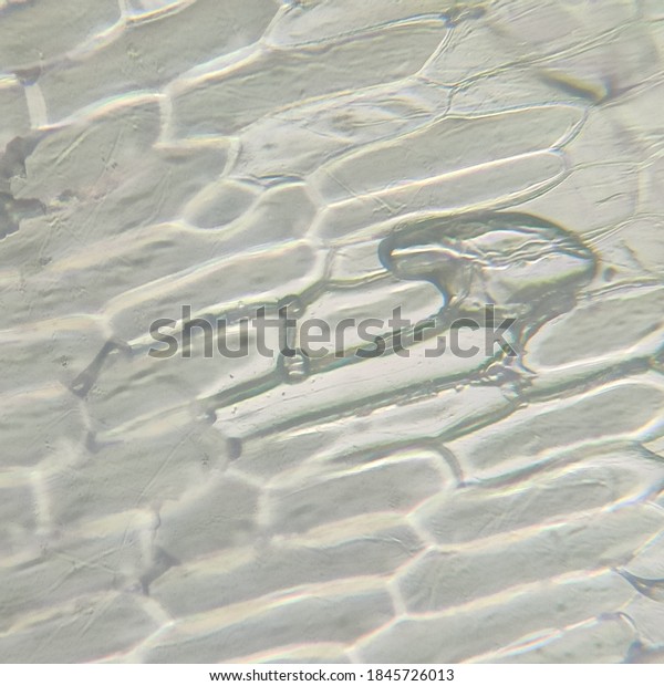 Onion Cells Under Microscope Stock Photo 1845726013 