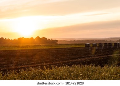 Onion Crates Lined Up Over Black Dirt Fields On Late Summer Sunset In Black Dirt Region Of Pine Island, NY