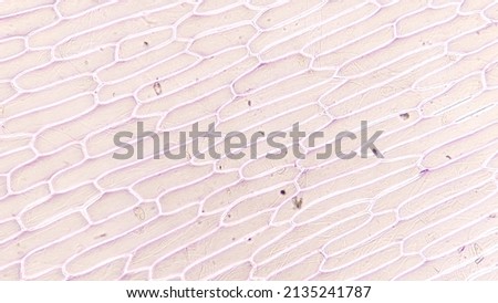 Onion epidermal cell without pigmentation. 100 x magnification