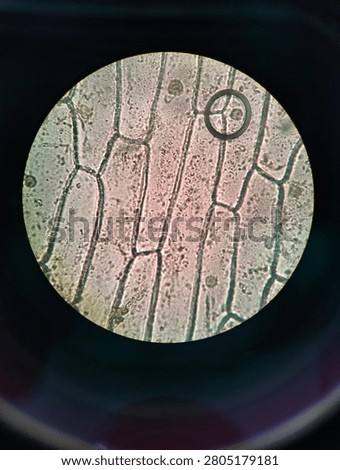 Onion epidermal cells structure under the light microscope magnification