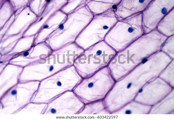 Onion epidermis with large cells under light\
microscope. Clear epidermal cells of an onion, Allium cepa, in a\
single layer. Each cell with wall, membrane, cytoplasm, nucleus and\
large vacuole. Photo.