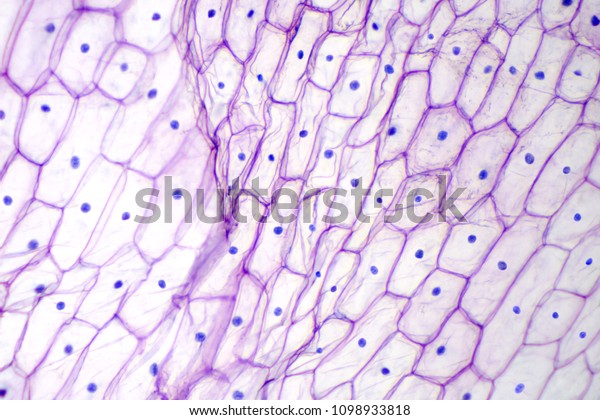 Onion epidermis under light microscope. Purple\
colored, large epidermal cells of an onion, Allium cepa, in a\
single layer. Each cell with wall, membrane, cytoplasm, nucleus and\
large vacuole. Photo.
