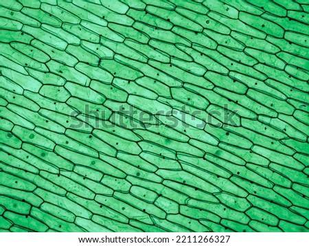 onion epidermis under the microscope - optical microscope x100 magnification