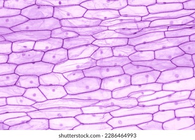 Onion epidermis, whole mount, 20X light micrograph. Large epidermal cells of Allium cepa. Single layer, each cell with wall, membrane, cytoplasm, nucleus and large vacuole, under light microscope.