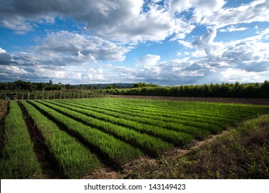 Onion Farm