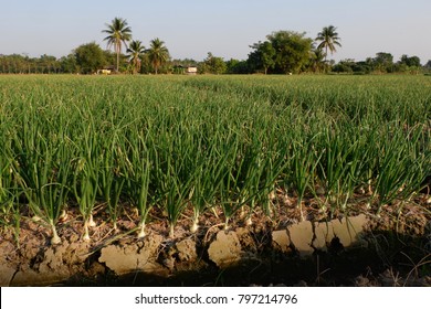 Onion In Farm. 