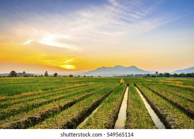 Onion Farm In Countryside At Sunset